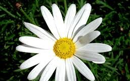 me quiere o no me quiere