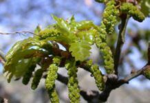 esencia de roble
