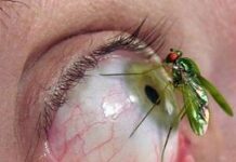 Canciones De Amor Para Esperar San Valentín Entomofobia, Miedo a los Insectos