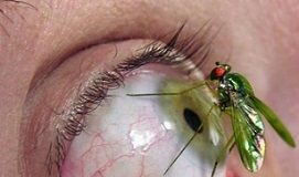 Entomofobia, Miedo a los Insectos
