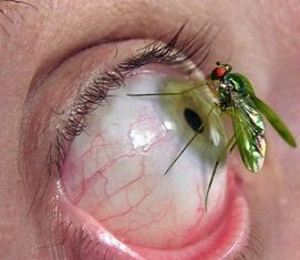 Entomofobia, Miedo a los Insectos Entomofobia, Miedo a los Insectos