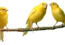 Controlar las Emociones con Ayuda de los Animales canto canario en casa