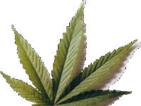 La marihuana como disparador de las enfermedades mentales.