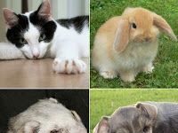 Como ayuda a las personas la terapia con mascotas