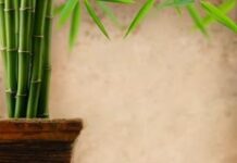 Feng Shui