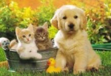 Fallecimiento de nuestra mascota