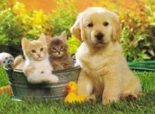 Fallecimiento de nuestra mascota