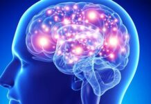¿Cuántos Cerebros Tenemos Los Humanos?