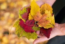 Consejos para Cuidar tu ÁNIMO en Otoño Consejos para Cuidar tu Ánimo en Otoño