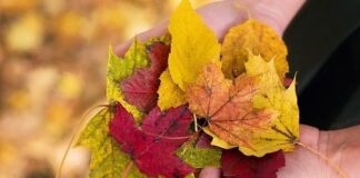 Consejos para Cuidar tu Ánimo en Otoño