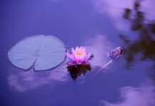 El mindfulness para niños, sus beneficios El mindfulness para niños, sus beneficios