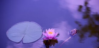 El mindfulness para niños, sus beneficios