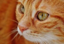Beneficios psicológicos de vivir con un GATO Beneficios psicológicos de vivir con un GATO