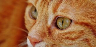 Beneficios psicológicos de vivir con un GATO