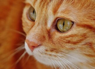 Beneficios psicológicos de vivir con un GATO Beneficios psicológicos de vivir con un GATO