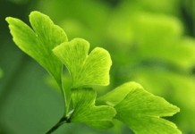 beneficios del ginkgo biloba