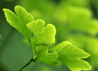 beneficios del ginkgo biloba