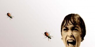 Entomofobia