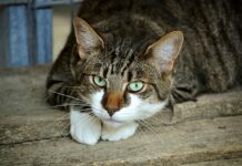 Los beneficios de vivir con un gato