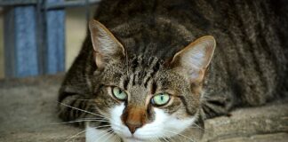 Los beneficios de vivir con un gato