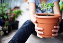 Beneficios emocionales de cultivar o tener plantas cuidar plantas