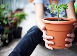 cuidar plantas