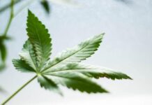 Qué se siente con el cbd y los beneficios que tiene para la salud que se siente con el cannabidiol