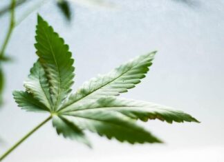 que se siente con el cannabidiol